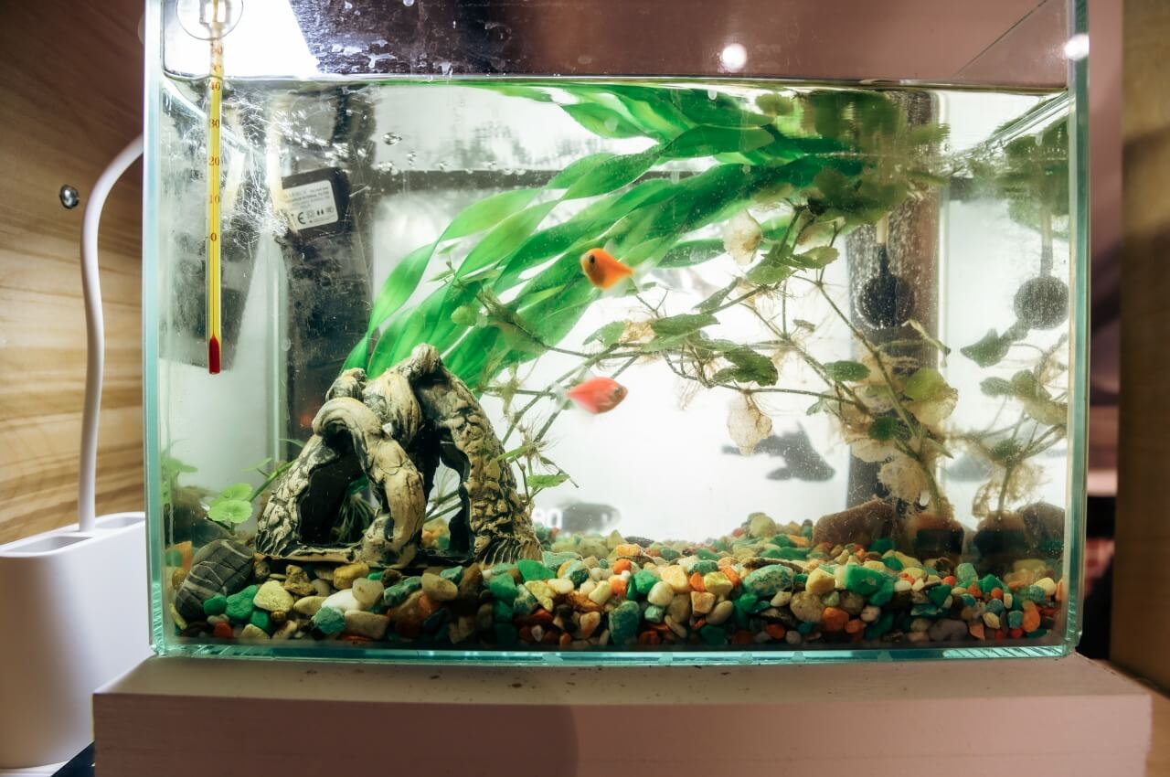 BOygsZ0q3m8GaCbWDFhtq38kF2SgXIoduGb7cPm04f2y2GTvg2eFKHTkMKkb5XtrFMWSeCVGdFnNof